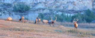 Elk herd