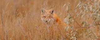 Red fox
