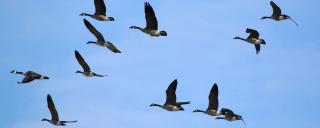Canada Geese