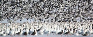 Spring light geese flock