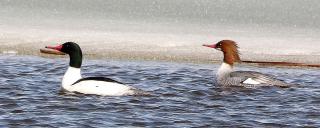 Common merganser pair
