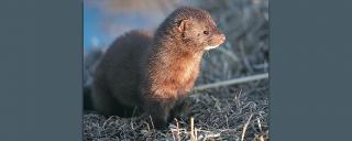 Mink