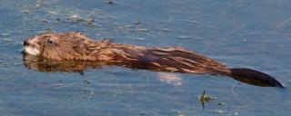 Muskrat