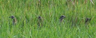 Hungarian partridge