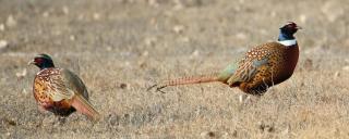 Pheasant roosters
