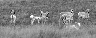 Pronghorn