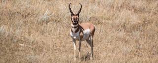 Pronghorn