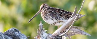 Snipe