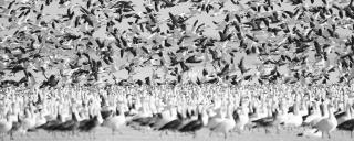Light geese flock