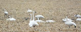 Tundra swans in field