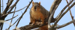 Tree Squirrel