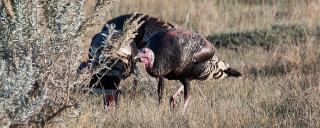 Turkey