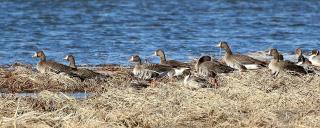 White-fronted geese by water