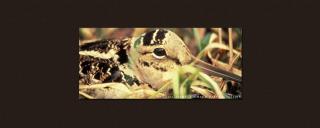 Woodcock