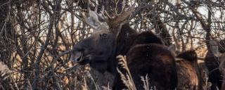 Moose