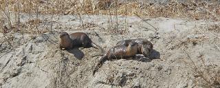 Otter on bank