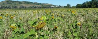 Wildlife Food Plots