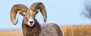 Bighorn ram
