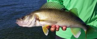 Walleye