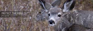 Mule deer juvenile