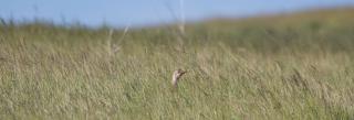 Sharp-tailed grouse