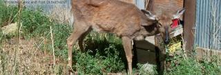 Deer sick with CWD