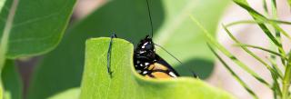 Monarch butterfly