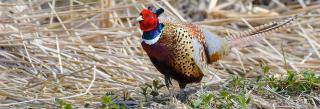 Pheasant rooster