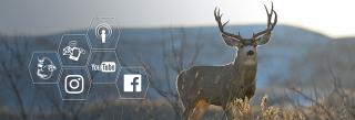 Mule Deer Graphic