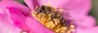 Bee on prairie rose