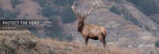 Bull Elk