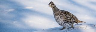Sharp-tailed grouse