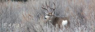 Mule deer buck