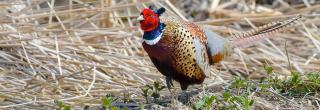 Pheasant rooster