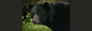 Black bear