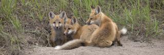 Red fox pups