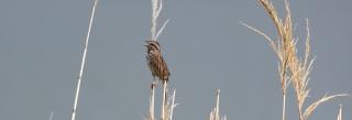 Song Sparrow