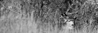 Mule deer buck