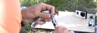 Grassland bird study