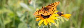 Butterfly on yellow flower