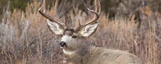 Mule deer buck