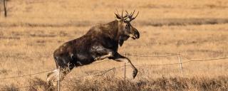 Moose jumping fence