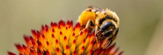 Bee on cone flower