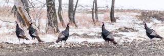 Wild turkey