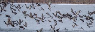 Mallards taking off from lake