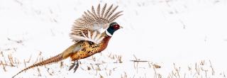 Pheasant flying up from snowy field