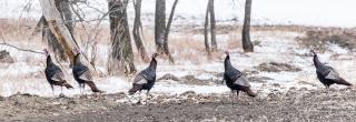 Group of turkey in snowy edge