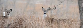 Three whitetail doe in tall brown grass