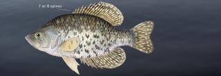 Black crappie illustration