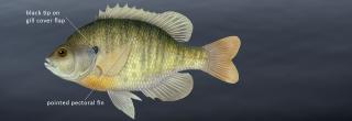 Bluegill illustration